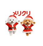 踊る！サンタトイプードル【クリスマス】（個別スタンプ：11）