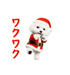 踊る！サンタトイプードル【クリスマス】（個別スタンプ：13）