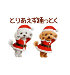 踊る！サンタトイプードル【クリスマス】（個別スタンプ：14）