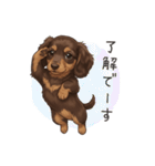 いつでも使える♡ダックスの日常（個別スタンプ：3）