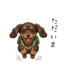 いつでも使える♡ダックスの日常（個別スタンプ：8）