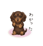いつでも使える♡ダックスの日常（個別スタンプ：11）