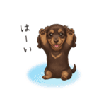 いつでも使える♡ダックスの日常（個別スタンプ：12）