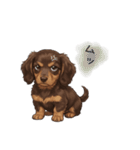 いつでも使える♡ダックスの日常（個別スタンプ：19）
