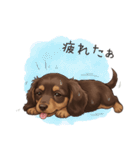 いつでも使える♡ダックスの日常（個別スタンプ：23）