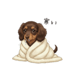 いつでも使える♡ダックスの日常（個別スタンプ：24）