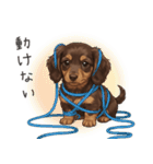 いつでも使える♡ダックスの日常（個別スタンプ：30）