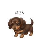 いつでも使える♡ダックスの日常（個別スタンプ：31）