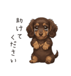 いつでも使える♡ダックスの日常（個別スタンプ：32）