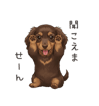 いつでも使える♡ダックスの日常（個別スタンプ：37）