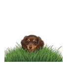 いつでも使える♡ダックスの日常（個別スタンプ：39）