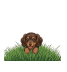 いつでも使える♡ダックスの日常（個別スタンプ：40）