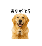 ゴールデンレトリバー★ありがとう！感謝（個別スタンプ：1）