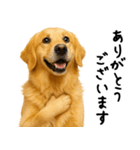 ゴールデンレトリバー★ありがとう！感謝（個別スタンプ：2）