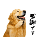 ゴールデンレトリバー★ありがとう！感謝（個別スタンプ：3）