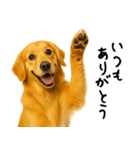 ゴールデンレトリバー★ありがとう！感謝（個別スタンプ：5）