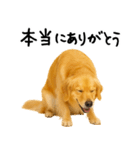 ゴールデンレトリバー★ありがとう！感謝（個別スタンプ：6）