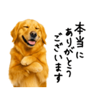 ゴールデンレトリバー★ありがとう！感謝（個別スタンプ：8）
