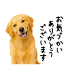 ゴールデンレトリバー★ありがとう！感謝（個別スタンプ：9）