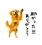 ゴールデンレトリバー★ありがとう！感謝（個別スタンプ：10）