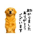 ゴールデンレトリバー★ありがとう！感謝（個別スタンプ：11）