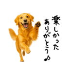 ゴールデンレトリバー★ありがとう！感謝（個別スタンプ：12）