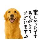 ゴールデンレトリバー★ありがとう！感謝（個別スタンプ：13）