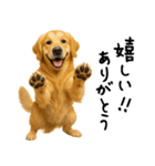 ゴールデンレトリバー★ありがとう！感謝（個別スタンプ：14）
