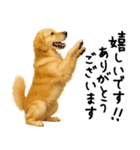 ゴールデンレトリバー★ありがとう！感謝（個別スタンプ：15）
