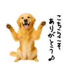ゴールデンレトリバー★ありがとう！感謝（個別スタンプ：16）