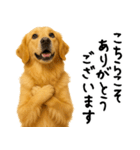 ゴールデンレトリバー★ありがとう！感謝（個別スタンプ：17）