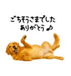 ゴールデンレトリバー★ありがとう！感謝（個別スタンプ：18）