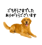 ゴールデンレトリバー★ありがとう！感謝（個別スタンプ：19）