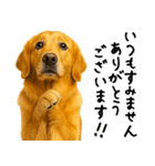 ゴールデンレトリバー★ありがとう！感謝（個別スタンプ：20）