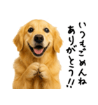 ゴールデンレトリバー★ありがとう！感謝（個別スタンプ：21）