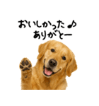 ゴールデンレトリバー★ありがとう！感謝（個別スタンプ：22）