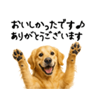 ゴールデンレトリバー★ありがとう！感謝（個別スタンプ：23）