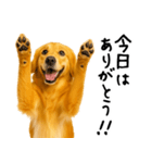 ゴールデンレトリバー★ありがとう！感謝（個別スタンプ：24）