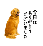 ゴールデンレトリバー★ありがとう！感謝（個別スタンプ：25）