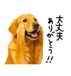 ゴールデンレトリバー★ありがとう！感謝（個別スタンプ：26）