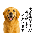ゴールデンレトリバー★ありがとう！感謝（個別スタンプ：27）