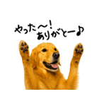 ゴールデンレトリバー★ありがとう！感謝（個別スタンプ：28）