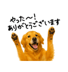 ゴールデンレトリバー★ありがとう！感謝（個別スタンプ：29）