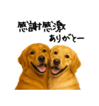 ゴールデンレトリバー★ありがとう！感謝（個別スタンプ：30）