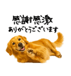 ゴールデンレトリバー★ありがとう！感謝（個別スタンプ：31）