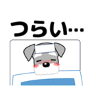ずっと使える優しいシュナウザー 冬＆年賀状（個別スタンプ：34）
