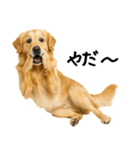 ゴールデンレトリバー★家族＆友人への連絡（個別スタンプ：1）