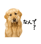 ゴールデンレトリバー★家族＆友人への連絡（個別スタンプ：2）