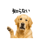 ゴールデンレトリバー★家族＆友人への連絡（個別スタンプ：3）