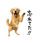 ゴールデンレトリバー★家族＆友人への連絡（個別スタンプ：4）